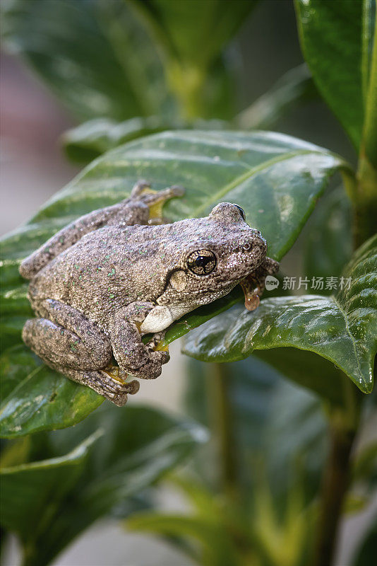 庇隆的树蛙（Litoria peroni）